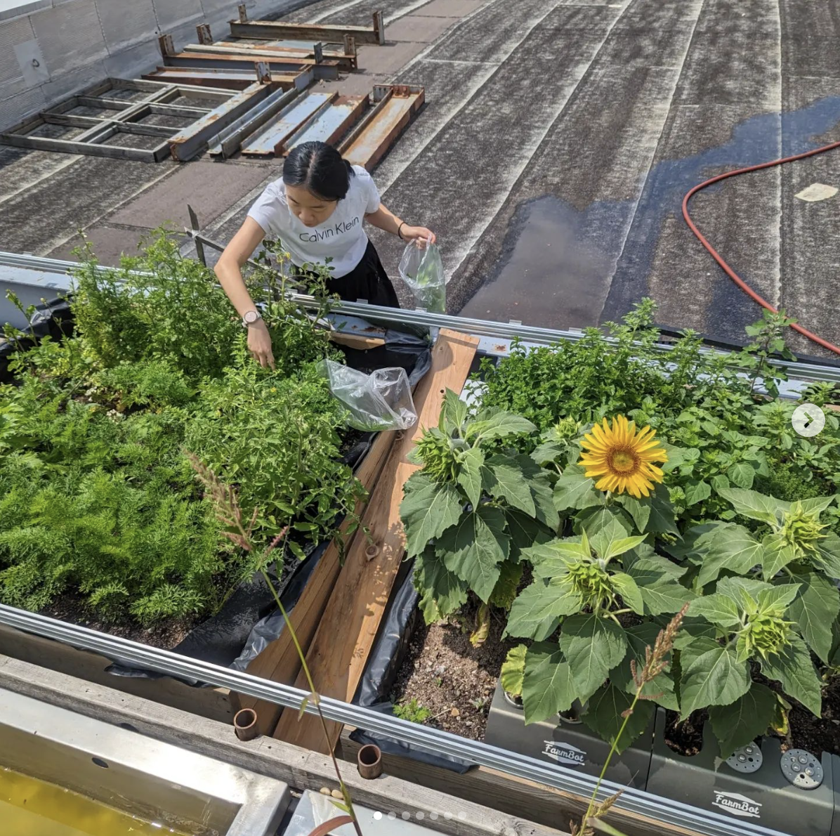 "A thriving urban ecosystem" ... powered by FarmBot